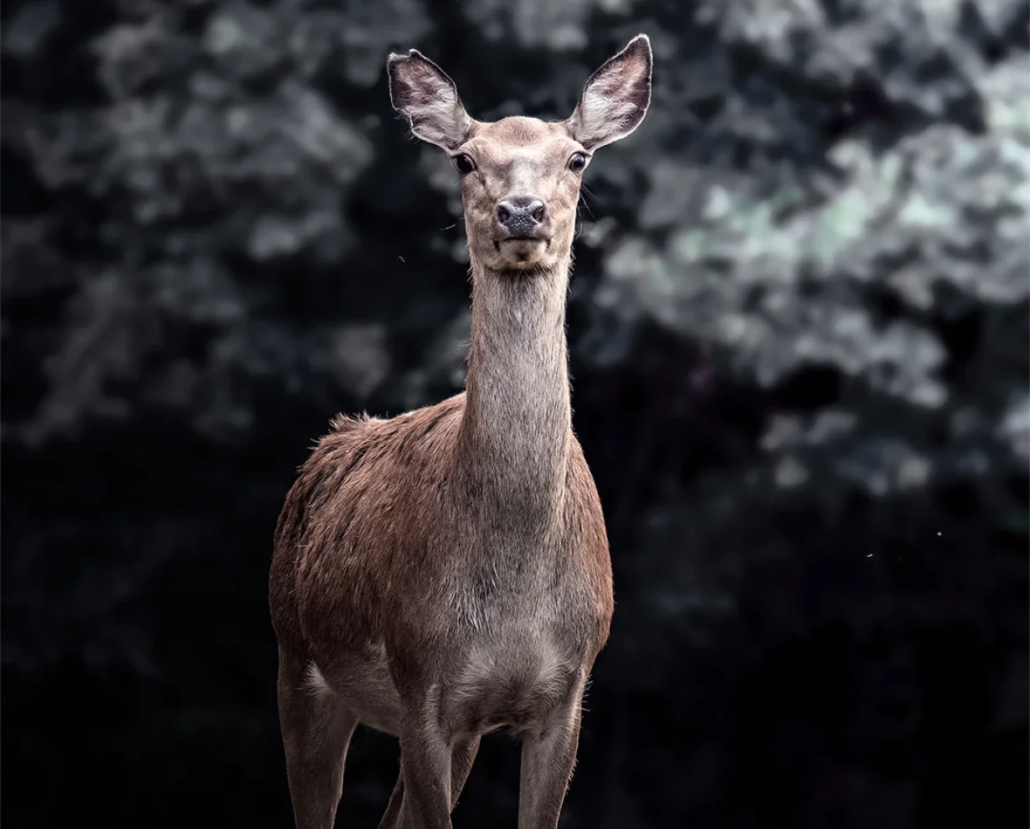 Capriolo della fauna di paularo