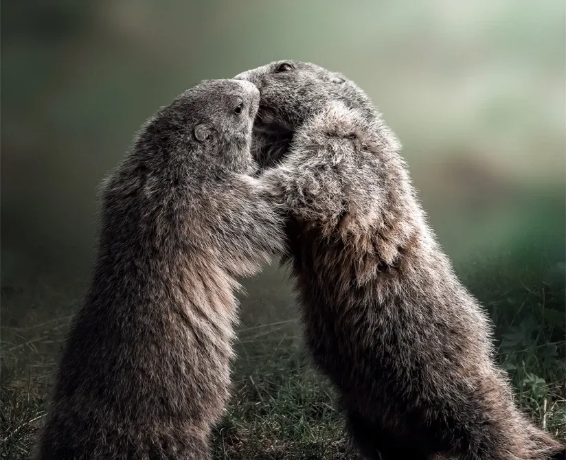 marmotta della fauna di paularo