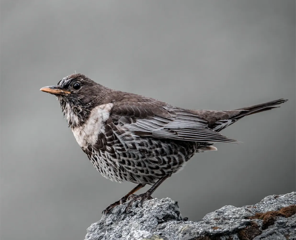 merlo della fauna di paularo