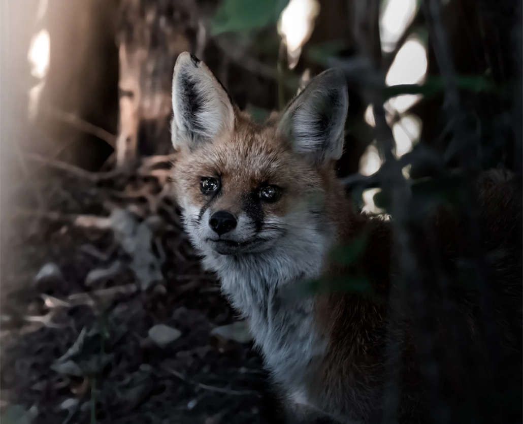 Volpe della fauna di paularo